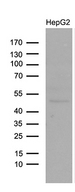LHX4 Antibody - Western blot analysis of extracts. (35ug) from HepG2 by using anti-LHX4 monoclonal antibody. (1:500)
