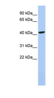 LHX4 Antibody - LHX4 antibody Western blot of 721_B cell lysate. This image was taken for the unconjugated form of this product. Other forms have not been tested.