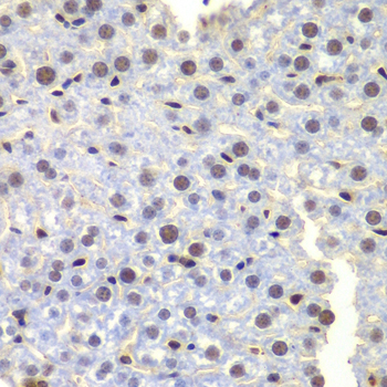 LHX4 Antibody - Immunohistochemistry of paraffin-embedded mouse liver using LHX4 antibody at dilution of 1:100 (x400 lens).