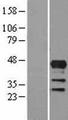 LHX4 Protein - Western validation with an anti-DDK antibody * L: Control HEK293 lysate R: Over-expression lysate