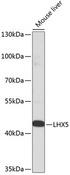 LHX5 Antibody - Western blot analysis of extracts of mouse liver using LHX5 Polyclonal Antibody at dilution of 1:1000.