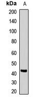 LHX8 Antibody