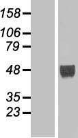 LHX9 Protein - Western validation with an anti-DDK antibody * L: Control HEK293 lysate R: Over-expression lysate