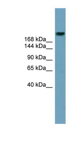 LI2 / Abca12 Antibody - ABCA12 antibody Western blot of Fetal Stomach lysate. This image was taken for the unconjugated form of this product. Other forms have not been tested.