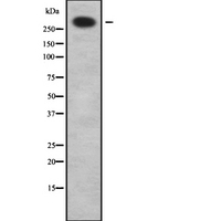 LI2 / Abca12 Antibody - Western blot analysis of ABCA12 using LOVO cells whole cells lysates