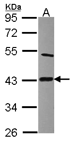 LIAS / LIP1 Antibody - Sample (30 ug of whole cell lysate). A: Raji. 10% SDS PAGE. LIP1 / LIAS antibody diluted at 1:2000.