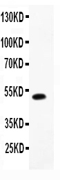 LIF Antibody - Western blot - Anti-LIF Picoband Antibody