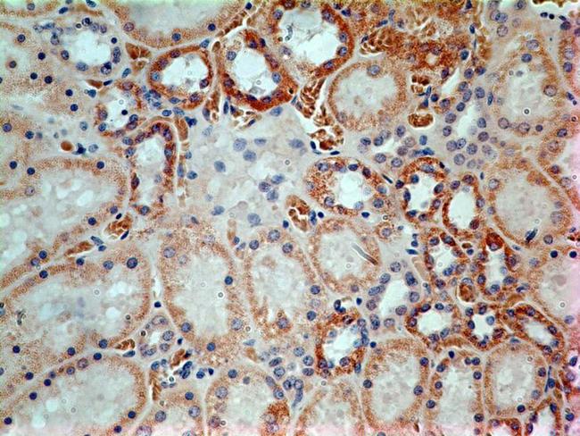 LIF Antibody - Immunohistochemistry-Paraffin: LIF Antibody (39N7D10) - IHC analysis of formalin-fixed paraffin-embedded tissue section of normal human kidney using 5 ug/ml concentration of LIF antibody (clone 39N7D10). Expected membrane- cytoplasmic immunopositivity of LIF was observed in the cuboidal epithelial cells of renal tubules.  This image was taken for the unconjugated form of this product. Other forms have not been tested.