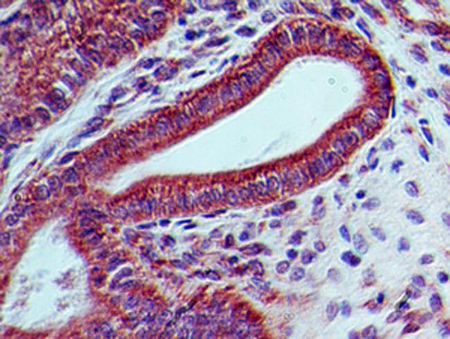 LIF Antibody - Immunohistochemistry-Paraffin: LIF Antibody (39N7D10) - IHC analysis of formalin-fixed paraffin-embedded tissue section of mouse colon using 5 ug/ml concentration of LIF antibody (clone 39N7D10). The columnar epithelial cells of the crypts developed intense membrane-cytoplasmic LIF immunostaining. Additionally, some cells in the lamina propria and the sub-mucosal layer also depicted weak positivity for LIF staining.  This image was taken for the unconjugated form of this product. Other forms have not been tested.