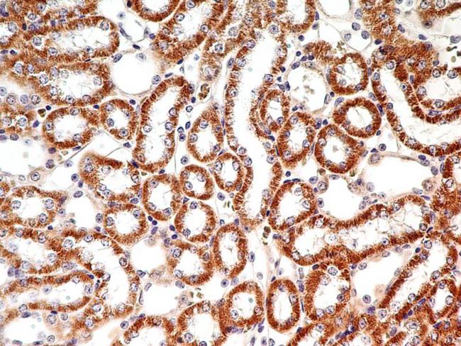 LIF Antibody - Immunohistochemistry-Paraffin: LIF Antibody (39N7D10) - IHC analysis of formalin-fixed paraffin-embedded tissue section of mouse kidney using 5 ug/ml concentration of LIF antibody (clone 39N7D10). Very intense immunopositivity of LIF was observed in membranes as well as the cytoplasm of cuboidal epithelial cells of renal tubules.  This image was taken for the unconjugated form of this product. Other forms have not been tested.