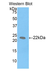 LIF Antibody - Western blot of recombinant LIF.  This image was taken for the unconjugated form of this product. Other forms have not been tested.