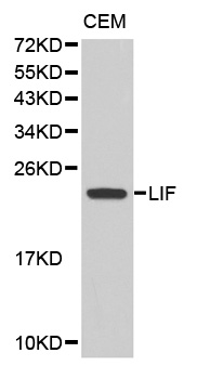 LIF Antibody - Western blot analysis of extracts of CEM cells.