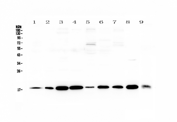 LIF Antibody - Western blot - Anti-LIF Picoband antibody