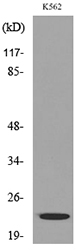 LIF Antibody - Western blot analysis of lysate from K562 cells, using LIF Antibody.