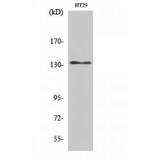 LIG1 / DNA Ligase 1 Antibody - Western blot of DNA Ligase I antibody