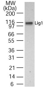 LIG1 / DNA Ligase 1 Antibody - Western blot of LIG1 in cell lysate from HeLa cells using antibody at 1:1000 dilution.