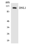 LIG1 / DNA Ligase 1 Antibody - Western blot analysis of the lysates from HepG2 cells using DNL1 antibody.