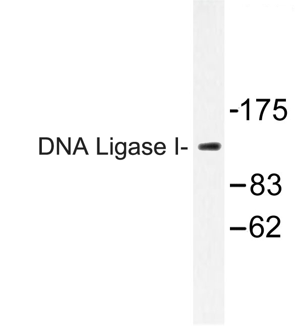 LIG1 / DNA Ligase 1 Antibody - Western blot of DNA Ligase I (E139) pAb in extracts from HT-29 cells.