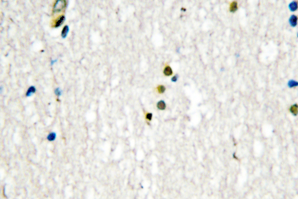 LIG1 / DNA Ligase 1 Antibody - IHC of DNA Ligase I (E139) pAb in paraffin-embedded human brain tissue.