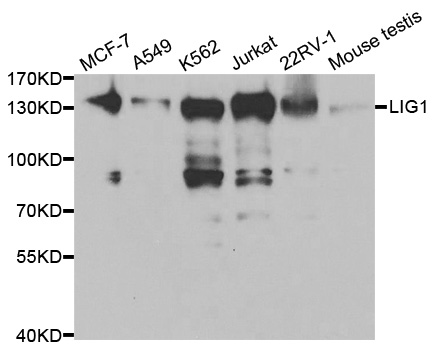 LIG1 / DNA Ligase 1 Antibody - Western blot analysis of extracts of various cell lines.