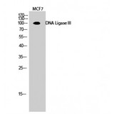 LIG3 / DNA Ligase III Antibody - Western blot of DNA Ligase III antibody
