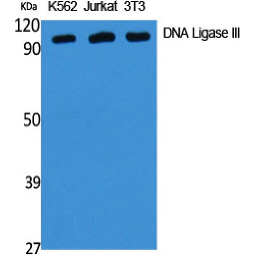 LIG3 / DNA Ligase III Antibody - Western blot of DNA Ligase III antibody