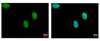 LIG3 / DNA Ligase III Antibody - DNA ligase III antibody detects LIG3 protein at nucleus by immunofluorescent analysis. HeLa cells were fixed in 4% paraformaldehyde at RT for 15 min. LIG3 protein stained by DNA ligase III antibody diluted at 1:500. 