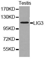 LIG3 / DNA Ligase III Antibody - Western blot of extracts of testis cell lines, using LIG3 antibody.