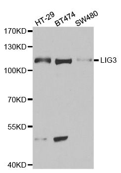 LIG3 / DNA Ligase III Antibody - Western blot analysis of extracts of various cell lines, using LIG3 antibody at 1:1000 dilution. The secondary antibody used was an HRP Goat Anti-Rabbit IgG (H+L) at 1:10000 dilution. Lysates were loaded 25ug per lane and 3% nonfat dry milk in TBST was used for blocking.
