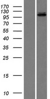 LIG3 / DNA Ligase III Protein - Western validation with an anti-DDK antibody * L: Control HEK293 lysate R: Over-expression lysate