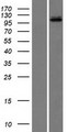 LIG3 / DNA Ligase III Protein - Western validation with an anti-DDK antibody * L: Control HEK293 lysate R: Over-expression lysate