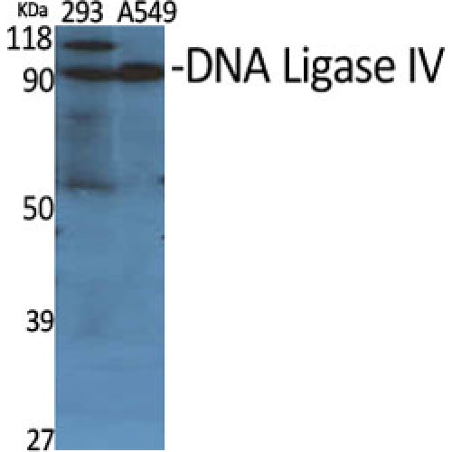 LIG4 / DNA Ligase IV Antibody - Western blot of DNA Ligase IV antibody