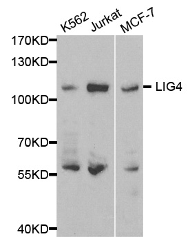 LIG4 / DNA Ligase IV Antibody - Western blot analysis of extracts of various cell lines, using LIG4 antibody at 1:500 dilution. The secondary antibody used was an HRP Goat Anti-Rabbit IgG (H+L) at 1:10000 dilution. Lysates were loaded 25ug per lane and 3% nonfat dry milk in TBST was used for blocking.
