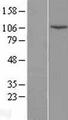 LIG4 / DNA Ligase IV Protein - Western validation with an anti-DDK antibody * L: Control HEK293 lysate R: Over-expression lysate