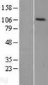 LIG4 / DNA Ligase IV Protein - Western validation with an anti-DDK antibody * L: Control HEK293 lysate R: Over-expression lysate