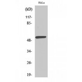 LILRA1 / LIR6 Antibody - Western blot of LIR-6 antibody