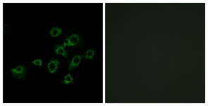 LILRA1 / LIR6 Antibody - Immunofluorescence of A549 cells, using LILRA1 Antibody. The picture on the right is treated with the synthesized peptide.
