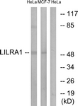 LILRA1 / LIR6 Antibody - Western blot of extracts from HeLa/MCF-7 cells, using LILRA1 Antibody. The lane on the right is treated with the synthesized peptide.