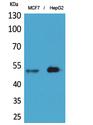 LILRA1 / LIR6 Antibody - Western Blot analysis of extracts from MCF7, HepG2 cells using LILRA1 Antibody.