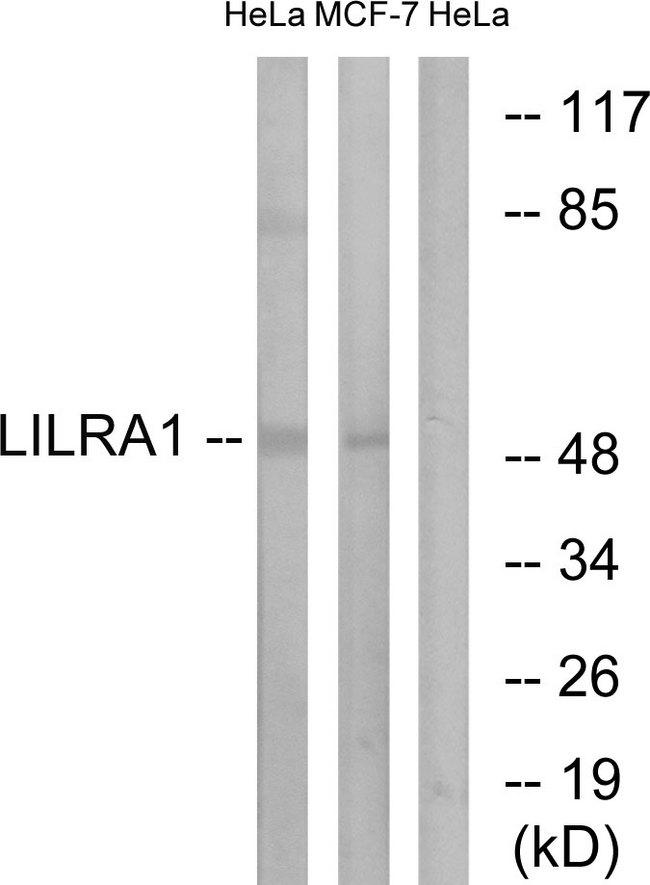 LILRA1 / LIR6 Antibody - Western blot analysis of extracts from HeLa cells and MCF-7 cells, using LILRA1 antibody.