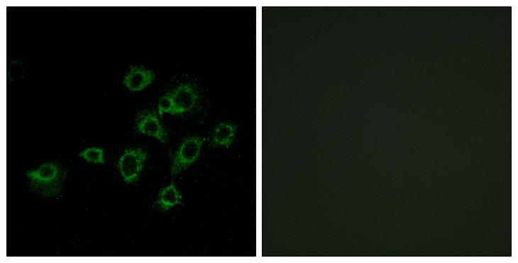 LILRA1 / LIR6 Antibody - Peptide - + Immunofluorescence analysis of A549 cells, using LILRA1 antibody.