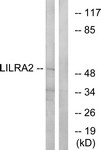 LILRA2 / CD85h / ILT1 Antibody - Western blot of extracts from HepG2 cells, using LILRA2 Antibody. The lane on the right is treated with the synthesized peptide.