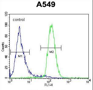 LILRA2 / CD85h / ILT1 Antibody - LILRA2 Antibody flow cytometry of A549 cells (right histogram) compared to a negative control cell (left histogram). FITC-conjugated goat-anti-rabbit secondary antibodies were used for the analysis.