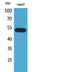 LILRA2 / CD85h / ILT1 Antibody - Western Blot analysis of extracts from HepG2 cells using LILRA2 Antibody.