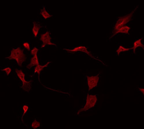 LILRA2 / CD85h / ILT1 Antibody - Staining HepG2 cells by IF/ICC. The samples were fixed with PFA and permeabilized in 0.1% Triton X-100, then blocked in 10% serum for 45 min at 25°C. The primary antibody was diluted at 1:200 and incubated with the sample for 1 hour at 37°C. An Alexa Fluor 594 conjugated goat anti-rabbit IgG (H+L) Ab, diluted at 1/600, was used as the secondary antibody.