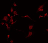 LILRA2 / CD85h / ILT1 Antibody - Staining HepG2 cells by IF/ICC. The samples were fixed with PFA and permeabilized in 0.1% Triton X-100, then blocked in 10% serum for 45 min at 25°C. The primary antibody was diluted at 1:200 and incubated with the sample for 1 hour at 37°C. An Alexa Fluor 594 conjugated goat anti-rabbit IgG (H+L) Ab, diluted at 1/600, was used as the secondary antibody.