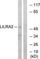 LILRA2 / CD85h / ILT1 Antibody - Western blot analysis of extracts from HepG2 cells, using LILRA2 antibody.
