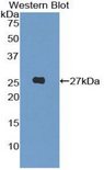 LILRA3 / CD85e Antibody - Western blot of recombinant LILRA3.  This image was taken for the unconjugated form of this product. Other forms have not been tested.