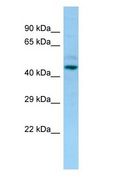 LILRA3 / CD85e Antibody - LILRA3 antibody Western Blot of OVCAR-3.  This image was taken for the unconjugated form of this product. Other forms have not been tested.