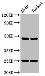 LILRA3 / CD85e Antibody - Positive Western Blot detected in A549 whole cell lysate, Jurkat whole cell lysate. All lanes: LILRA3 antibody at 4.2 µg/ml Secondary Goat polyclonal to rabbit IgG at 1/50000 dilution. Predicted band size: 48, 41, 50 KDa. Observed band size: 48 KDa